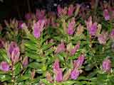 Hebe speciosa