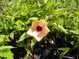 Hibiscus heterophyllus