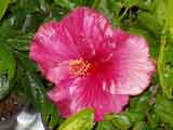 Hibiscus 'Red'
