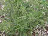 Kunzea ambigua