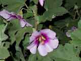 Lavatera maritima