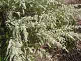 Leptospermum liversigii
