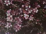 Leptospermum scoparium 'Pink Cascade'