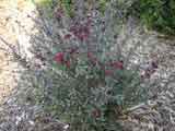 Leptospermum scoparium 'Red Damask'