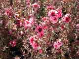 Leptospermum scoparium 'Jubilee'