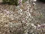 Leptosperm scoparium 'Silver Fantasy'