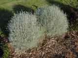 Leucophyta brownii 'Cushion Bush'