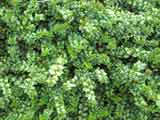 Lonicera nitida 'Box Honeysuckle'