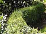 Ligustrum undulatum 'Box Leaf Privet'