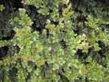 Luma apiculata