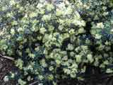 Phebalium squamulosum