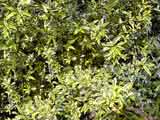 Phebalium squameum 'Illumination'