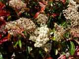 Photinia glabra rubens