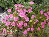 Pimelia 'Bonnie Petite'