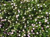 Pimelia ferruginea