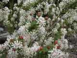 Pimelia sylvestris