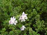 prostanthera cuneata
