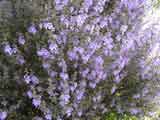 Prostanthera melissifolia