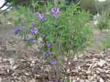 Prostanthera ovalifolia