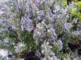 Rosemarinus officianalis 'Rosemary'