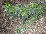 Sarcoccoa confusa