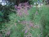 Tamarix sp.