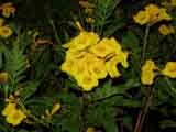 Tecoma smithii 'Cape Honeysuckle'