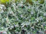 Teucrium fruticans
