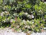 Viburnum tinus 'Laurustinus'