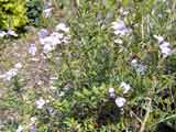Westringia glabra