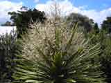 Cordyline australis