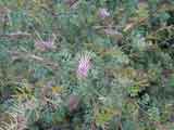 Grevillea rivularis