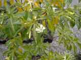 Hymenosporum flavum