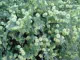 Maleleuca incana