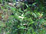 Billardieri scandens