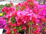 Bouganvillea Pink