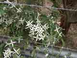 Clematis aristata