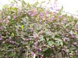 Hardenbergia 'Happy Wanderer'
