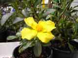 Hibertia scandens