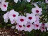 Pandorea jasminoides