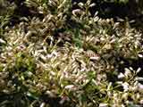 Pandorea pandorana